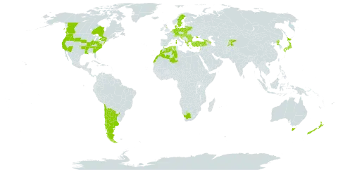 Anthriscus caucalis world distribution map, present in Albania, Argentina, Australia, Austria, Azerbaijan, Belgium, Bulgaria, Bosnia and Herzegovina, Belarus, Canada, Switzerland, Chile, Germany, Denmark, Algeria, Spain, France, United Kingdom of Great Britain and Northern Ireland, Georgia, Greece, Croatia, Hungary, Italy, Japan, Kyrgyzstan, Lebanon, Lithuania, Luxembourg, Morocco, North Macedonia, Netherlands, New Zealand, Poland, Korea (Democratic People's Republic of), Portugal, Romania, Serbia, Slovakia, Slovenia, Sweden, Tajikistan, Turkey, Ukraine, United States of America, and South Africa