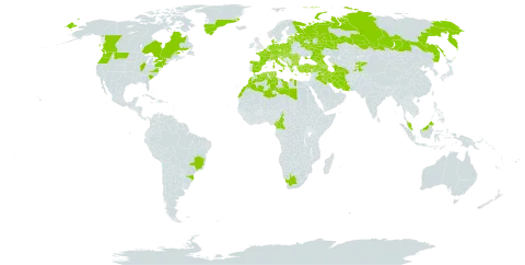 Anthriscus cerefolium world distribution map, present in Albania, Armenia, Austria, Azerbaijan, Belgium, Bulgaria, Bosnia and Herzegovina, Brazil, Canada, Switzerland, Cameroon, Cyprus, Czech Republic, Germany, Denmark, Algeria, Spain, Estonia, France, United Kingdom of Great Britain and Northern Ireland, Georgia, Greece, Greenland, Croatia, Hungary, Iran (Islamic Republic of), Iraq, Italy, Kyrgyzstan, Libya, Lithuania, Latvia, Morocco, Moldova (Republic of), North Macedonia, Montenegro, Malaysia, Netherlands, Poland, Romania, Russian Federation, Serbia, Slovakia, Tajikistan, Turkmenistan, Tunisia, Turkey, Ukraine, United States of America, and South Africa