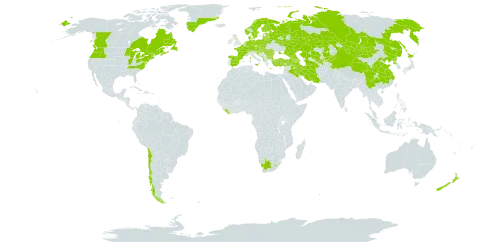 Anthriscus sylvestris world distribution map, present in Afghanistan, Albania, Andorra, Armenia, Austria, Azerbaijan, Belgium, Bulgaria, Bosnia and Herzegovina, Belarus, Canada, Switzerland, Chile, China, Czech Republic, Germany, Denmark, Spain, Estonia, Finland, France, United Kingdom of Great Britain and Northern Ireland, Georgia, Greece, Greenland, Croatia, Hungary, Iran (Islamic Republic of), Iraq, Italy, Japan, Kazakhstan, Kyrgyzstan, Lebanon, Liberia, Liechtenstein, Lesotho, Lithuania, Luxembourg, Latvia, Moldova (Republic of), North Macedonia, Montenegro, Mongolia, Netherlands, Norway, Nepal, New Zealand, Pakistan, Poland, Korea (Democratic People's Republic of), Portugal, Romania, Russian Federation, South Georgia and the South Sandwich Islands, Serbia, Slovakia, Slovenia, Sweden, Turkmenistan, Turkey, Ukraine, United States of America, Uzbekistan, and South Africa