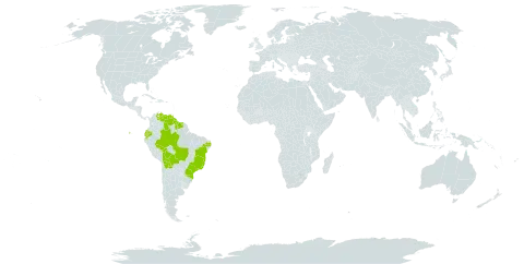 Anthurium pentaphyllum var. pentaphyllum world distribution map, present in Bolivia (Plurinational State of), Brazil, Ecuador, Guyana, Suriname, and Venezuela (Bolivarian Republic of)