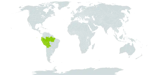 Anthurium uleanum world distribution map, present in Bolivia (Plurinational State of), Brazil, Ecuador, and Peru