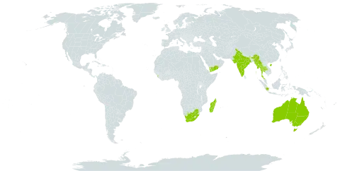 Antiaris toxicaria world distribution map, present in Australia, China, Cayman Islands, Indonesia, India, Iceland, Sri Lanka, Madagascar, Myanmar, Philippines, Thailand, Tonga, Uruguay, Yemen, and South Africa