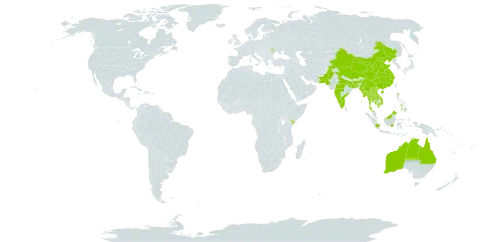 Antidesma ghaesembilla world distribution map, present in Andorra, Australia, Bangladesh, China, Indonesia, India, Iceland, Kenya, Cambodia, Lao People's Democratic Republic, Sri Lanka, Moldova (Republic of), Myanmar, Malaysia, Nepal, Pakistan, Philippines, Thailand, and Viet Nam