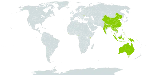 Antidesma montanum var. montanum world distribution map, present in Andorra, Australia, Bangladesh, Bhutan, China, Cameroon, Indonesia, India, Kenya, Lao People's Democratic Republic, Sri Lanka, Moldova (Republic of), Myanmar, Philippines, Papua New Guinea, Thailand, Taiwan, Province of China, and Viet Nam