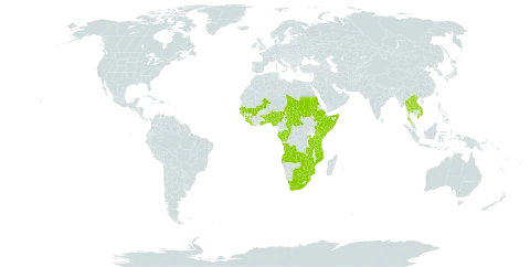 Antidesma venosum world distribution map, present in Angola, Benin, Burkina Faso, Botswana, Central African Republic, Congo, Cabo Verde, Ethiopia, Gabon, Ghana, Guinea, Gambia, Guinea-Bissau, Kenya, Lao People's Democratic Republic, Liberia, Mali, Mozambique, Nigeria, Rwanda, Sudan, Senegal, Sierra Leone, Somalia, eSwatini, Chad, Togo, Thailand, Tanzania, United Republic of, Uganda, Viet Nam, South Africa, Zambia, and Zimbabwe