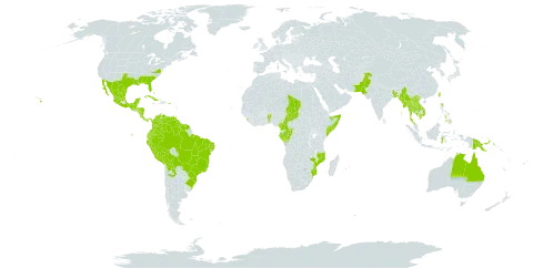 Antigonon leptopus world distribution map, present in Anguilla, Argentina, Antigua and Barbuda, Australia, Benin, Bonaire, Sint Eustatius and Saba, Bangladesh, Bahamas, Belize, Bolivia (Plurinational State of), Brazil, Barbados, Cameroon, Congo, Cook Islands, Colombia, Cabo Verde, Costa Rica, Cuba, Cayman Islands, Dominica, Ecuador, Spain, Fiji, Micronesia (Federated States of), Gabon, Guadeloupe, Equatorial Guinea, Guatemala, French Guiana, Guam, Guyana, Honduras, Indonesia, India, Jamaica, Cambodia, Kiribati, Lao People's Democratic Republic, Saint Lucia, Sri Lanka, Maldives, Mexico, Marshall Islands, Myanmar, Northern Mariana Islands, Mozambique, Montserrat, Martinique, Mauritius, Nicaragua, Niue, Pakistan, Panama, Peru, Philippines, Palau, Papua New Guinea, Puerto Rico, Paraguay, Réunion, Singapore, Somalia, Sao Tome and Principe, Suriname, Chad, Thailand, Tonga, Trinidad and Tobago, Taiwan, Province of China, United States of America, Venezuela (Bolivarian Republic of), and Viet Nam