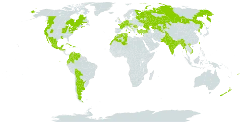 Antirrhinum majus world distribution map, present in Albania, Andorra, Argentina, Austria, Belgium, Bangladesh, Bosnia and Herzegovina, Bolivia (Plurinational State of), Bhutan, Canada, Switzerland, Colombia, Cuba, Cyprus, Czech Republic, Germany, Dominican Republic, Algeria, Ecuador, Spain, Fiji, France, United Kingdom of Great Britain and Northern Ireland, Georgia, Greece, Guatemala, Honduras, Croatia, Haiti, India, Israel, Italy, Jamaica, Kazakhstan, Lebanon, Liechtenstein, Luxembourg, Morocco, Mexico, North Macedonia, Myanmar, Montenegro, Netherlands, Nepal, New Zealand, Pakistan, Korea (Democratic People's Republic of), Portugal, Romania, Russian Federation, Serbia, Slovakia, Slovenia, Tajikistan, Trinidad and Tobago, Tunisia, Turkey, Taiwan, Province of China, United States of America, Uzbekistan, Venezuela (Bolivarian Republic of), and Viet Nam