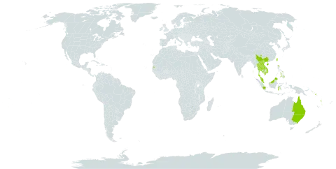 Antrophyum callifolium world distribution map, present in American Samoa, Australia, China, Fiji, Micronesia (Federated States of), Indonesia, India, Cambodia, Lao People's Democratic Republic, Malaysia, Philippines, Palau, Papua New Guinea, Singapore, Solomon Islands, Seychelles, Thailand, Tonga, Taiwan, Province of China, United States of America, Viet Nam, Vanuatu, Wallis and Futuna, and Samoa