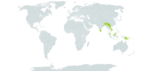 Antrophyum reticulatum world distribution map, present in Bhutan, China, Indonesia, India, Lao People's Democratic Republic, Sri Lanka, Myanmar, Malaysia, Nepal, Papua New Guinea, and Viet Nam