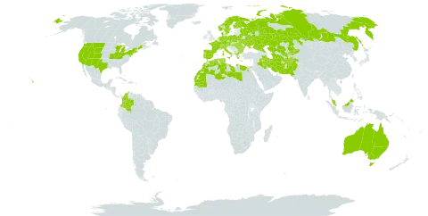 Apera world distribution map, present in Afghanistan, Albania, Australia, Austria, Bulgaria, Belarus, Switzerland, Colombia, Czech Republic, Germany, Denmark, Algeria, Egypt, Spain, Finland, France, Micronesia (Federated States of), Greece, Hungary, Iran (Islamic Republic of), Iraq, Italy, Kazakhstan, Kyrgyzstan, Libya, Morocco, Mauritania, Malaysia, Netherlands, Norway, Pakistan, Poland, Portugal, Romania, Russian Federation, Sweden, Turks and Caicos Islands, Turkmenistan, Tunisia, Ukraine, United States of America, and Uzbekistan