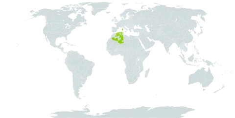 Aphanes pusilla world distribution map, present in Algeria and Italy