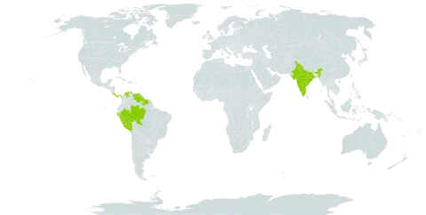 Aphelandra pulcherrima world distribution map, present in Bonaire, Sint Eustatius and Saba, Brazil, Colombia, Costa Rica, Guyana, India, Saint Lucia, Martinique, Panama, Peru, Suriname, Trinidad and Tobago, and Venezuela (Bolivarian Republic of)