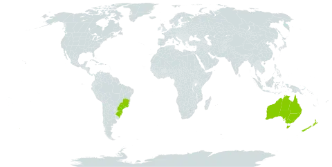 Apium prostratum world distribution map, present in Australia, Brazil, and New Zealand