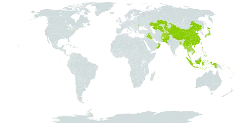 Apluda world distribution map, present in Afghanistan, Andorra, Bangladesh, China, Indonesia, Iraq, Japan, Kazakhstan, Kyrgyzstan, Lao People's Democratic Republic, Moldova (Republic of), Maldives, Myanmar, Mauritius, Nepal, Oman, Pakistan, Philippines, Réunion, Solomon Islands, Thailand, Taiwan, Province of China, United States of America, Uzbekistan, Viet Nam, and Vanuatu