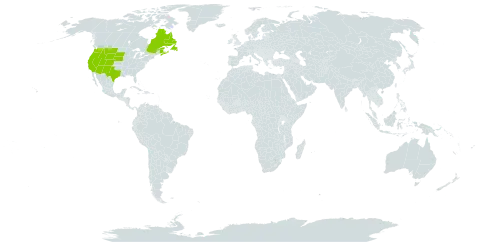 Apocynum androsaemifolium subsp. androsaemifolium world distribution map, present in Canada and United States of America