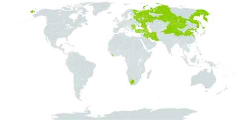 Apocynum venetum subsp. armenum world distribution map, present in Armenia, Azerbaijan, Bulgaria, China, Cyprus, Georgia, Iran (Islamic Republic of), Iraq, Israel, Japan, Liberia, Mongolia, Pakistan, Korea (Democratic People's Republic of), Romania, Russian Federation, Serbia, Tajikistan, Turkey, Ukraine, and South Africa