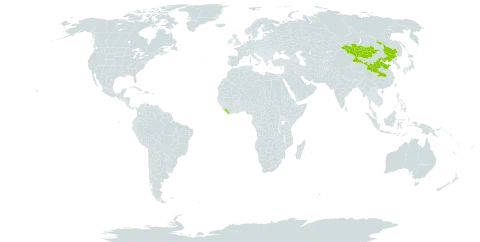 Aquilegia viridiflora world distribution map, present in China, Liberia, and Mongolia