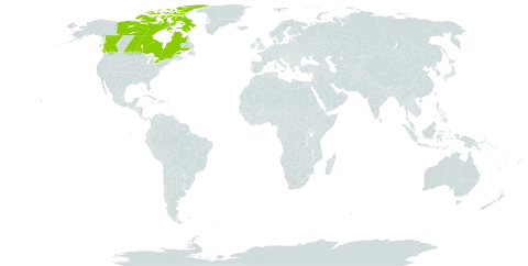 Arabidopsis arenicola world distribution map, present in Canada