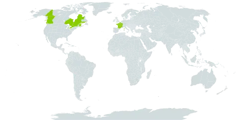 Arabis caucasica world distribution map, present in Canada and France