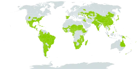 Arachis hypogaea world distribution map, present in Angola, Argentina, American Samoa, Antigua and Barbuda, Australia, Azerbaijan, Burundi, Belarus, Belize, Bolivia (Plurinational State of), Brazil, Barbados, Bhutan, China, Côte d'Ivoire, Cameroon, Colombia, Comoros, Costa Rica, Cuba, Djibouti, Dominican Republic, Spain, Ethiopia, Fiji, Gabon, Guernsey, Ghana, Guinea, Guadeloupe, Guinea-Bissau, Equatorial Guinea, Grenada, Guatemala, French Guiana, Haiti, Indonesia, India, Iraq, Jamaica, Japan, Kazakhstan, Kenya, Lao People's Democratic Republic, Liberia, Sri Lanka, Moldova (Republic of), Madagascar, Mexico, Mali, Myanmar, Mongolia, Northern Mariana Islands, Mozambique, Montserrat, Martinique, Mauritius, Malawi, Malaysia, Mayotte, Namibia, Niger, Nigeria, Nicaragua, Niue, Nepal, New Zealand, Pakistan, Peru, Philippines, Papua New Guinea, Puerto Rico, Réunion, Russian Federation, Rwanda, Sudan, Senegal, Singapore, Sierra Leone, El Salvador, Seychelles, Chad, Togo, Tajikistan, Turkmenistan, Taiwan, Province of China, Tanzania, United Republic of, Uganda, Ukraine, United States of America, Uzbekistan, Viet Nam, South Africa, Zambia, and Zimbabwe