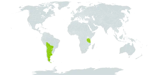 Arachis stenophylla world distribution map, present in Argentina, Bolivia (Plurinational State of), Brazil, Paraguay, Réunion, and Tanzania, United Republic of