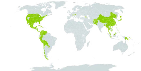 Aralia world distribution map, present in Afghanistan, Åland Islands, Austria, Bangladesh, Bolivia (Plurinational State of), Switzerland, Chile, China, Colombia, Costa Rica, Cuba, Dominica, Micronesia (Federated States of), Georgia, Guatemala, Honduras, Haiti, Indonesia, Iceland, Japan, Mexico, Myanmar, Malaysia, Nicaragua, Nepal, Pakistan, Panama, Peru, Philippines, Papua New Guinea, Korea (Democratic People's Republic of), Paraguay, Thailand, Taiwan, Province of China, United States of America, Venezuela (Bolivarian Republic of), and Viet Nam