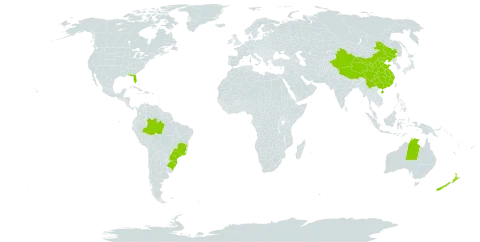 Araucaria heterophylla world distribution map, present in Australia, Brazil, China, New Zealand, and United States of America