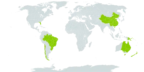 Araucaria world distribution map, present in Australia, Brazil, Chile, China, New Zealand, Papua New Guinea, and United States of America