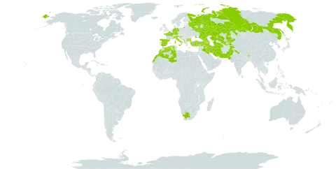 Arceuthobium oxycedri world distribution map, present in Albania, Armenia, Azerbaijan, Bulgaria, Bosnia and Herzegovina, Bhutan, China, Germany, Algeria, Spain, France, Georgia, Greece, Croatia, India, Iran (Islamic Republic of), Iraq, Italy, Kazakhstan, Kyrgyzstan, Lebanon, Morocco, North Macedonia, Montenegro, Nepal, Pakistan, Russian Federation, Serbia, Slovenia, Tajikistan, Turkmenistan, Turkey, Ukraine, Uzbekistan, and South Africa