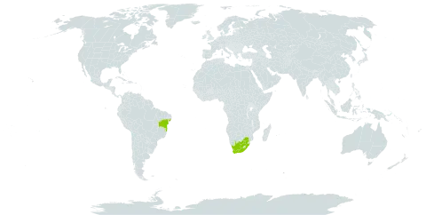 Archidium microthecium world distribution map, present in Brazil and South Africa