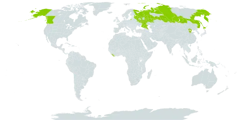 Arctanthemum arcticum world distribution map, present in Canada, China, Japan, Liberia, Russian Federation, and United States of America