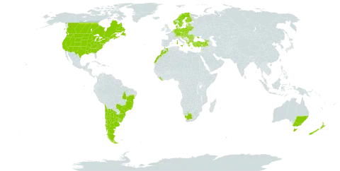 Arctium minus world distribution map, present in Afghanistan, Albania, Andorra, Argentina, Australia, Austria, Belgium, Bulgaria, Bosnia and Herzegovina, Belarus, Brazil, Canada, Switzerland, Chile, Czech Republic, Germany, Denmark, Spain, Estonia, Finland, France, United Kingdom of Great Britain and Northern Ireland, Georgia, Greece, Croatia, Hungary, Israel, Italy, Lebanon, Liberia, Lithuania, Luxembourg, Latvia, Morocco, Moldova (Republic of), North Macedonia, Montenegro, Netherlands, Norway, New Zealand, Poland, Portugal, Romania, Russian Federation, Saint Pierre and Miquelon, Serbia, Slovakia, Slovenia, Sweden, Turkey, Ukraine, Uruguay, United States of America, and South Africa