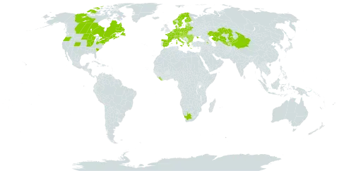 Arctium tomentosum world distribution map, present in Armenia, Austria, Belgium, Bulgaria, Bosnia and Herzegovina, Belarus, Canada, Switzerland, China, Czech Republic, Germany, Denmark, Spain, Estonia, Finland, France, United Kingdom of Great Britain and Northern Ireland, Greece, Croatia, Hungary, Italy, Kazakhstan, Kyrgyzstan, Liberia, Liechtenstein, Lithuania, Luxembourg, Latvia, Moldova (Republic of), North Macedonia, Montenegro, Netherlands, Norway, Poland, Romania, Russian Federation, Serbia, Slovakia, Slovenia, Sweden, Tajikistan, Ukraine, United States of America, Uzbekistan, and South Africa