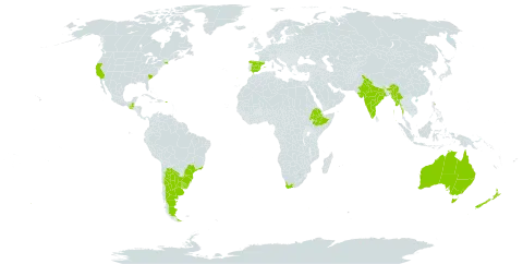 Arctotis stoechadifolia world distribution map, present in Argentina, Australia, Brazil, Spain, Ethiopia, Guatemala, India, Myanmar, New Zealand, Puerto Rico, Portugal, Uruguay, United States of America, and South Africa