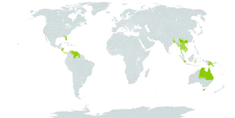 Ardisia elliptica world distribution map, present in Australia, Bangladesh, Barbados, Brunei Darussalam, Bhutan, China, Cook Islands, Dominica, Micronesia (Federated States of), Guadeloupe, Guyana, Indonesia, India, Jamaica, Cambodia, Lao People's Democratic Republic, Saint Lucia, Sri Lanka, Maldives, Myanmar, Martinique, Mauritius, Nicaragua, Nepal, Panama, Philippines, Papua New Guinea, Puerto Rico, Réunion, Singapore, Thailand, Trinidad and Tobago, Taiwan, Province of China, United States of America, Venezuela (Bolivarian Republic of), and Viet Nam