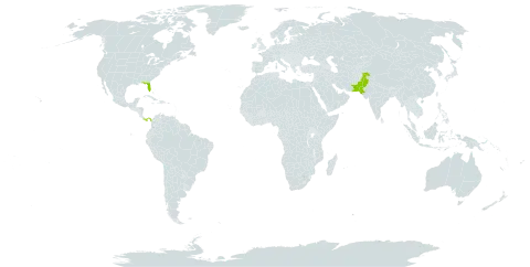 Ardisia solanacea world distribution map, present in Pakistan, Panama, and United States of America