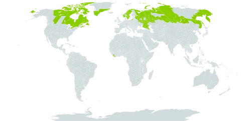 Arenaria humifusa world distribution map, present in Canada, France, Greenland, Liberia, Norway, Russian Federation, Saint Pierre and Miquelon, and Sweden