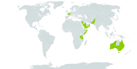 Arenaria serpyllifolia subsp. leptoclados world distribution map, present in Australia, France, Oman, Pakistan, Saudi Arabia, Somalia, Tanzania, United Republic of, and Yemen