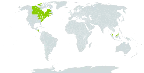 Arethusa bulbosa world distribution map, present in Canada, France, Micronesia (Federated States of), Malaysia, Nicaragua, and United States of America