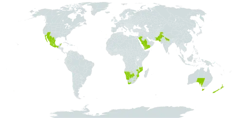 Argemone ochroleuca world distribution map, present in Australia, Botswana, Spain, India, Lesotho, Mexico, Mozambique, Namibia, New Zealand, Pakistan, Portugal, Saudi Arabia, eSwatini, United States of America, Yemen, and South Africa