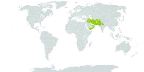 Argyrolobium roseum world distribution map, present in Afghanistan, United Arab Emirates, India, Iran (Islamic Republic of), Iraq, Nepal, Oman, Pakistan, and Yemen