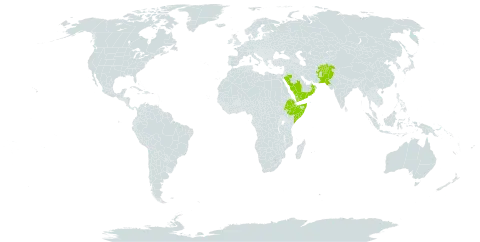 Arisaema flavum world distribution map, present in Afghanistan, Ethiopia, Nepal, Oman, Pakistan, Saudi Arabia, Somalia, and Yemen