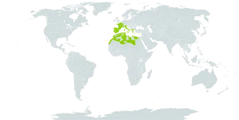 Arisarum world distribution map, present in Albania, Cyprus, Algeria, Egypt, Spain, France, Greece, Italy, Libya, Morocco, Palau, Portugal, Singapore, Turks and Caicos Islands, and Tunisia