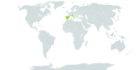 Arisarum proboscideum world distribution map, present in Spain and Italy