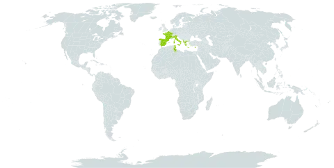 Arisarum vulgare subsp. vulgare world distribution map, present in Albania, Cyprus, Spain, France, Greece, Italy, Palau, Singapore, Turks and Caicos Islands, and Tunisia