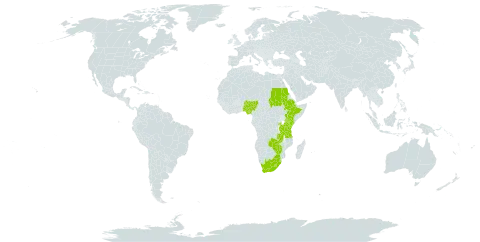 Aristea abyssinica world distribution map, present in Burkina Faso, Ethiopia, Kenya, Lesotho, Nigeria, Rwanda, Sudan, eSwatini, Tanzania, United Republic of, Uganda, South Africa, Zambia, and Zimbabwe