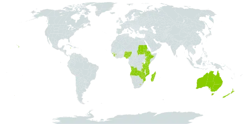 Aristea world distribution map, present in Angola, Australia, Burkina Faso, Ethiopia, Guinea, Jamaica, Kenya, Lesotho, Madagascar, Mozambique, Nigeria, New Zealand, Rwanda, Sudan, Sierra Leone, eSwatini, Tanzania, United Republic of, Uganda, United States of America, Zambia, and Zimbabwe