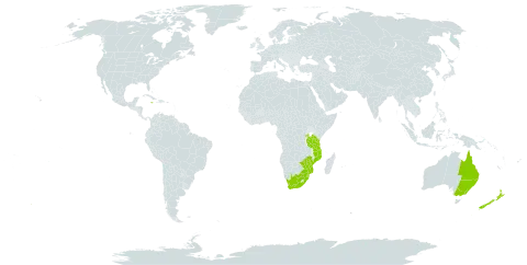 Aristea ecklonii world distribution map, present in Australia, Burkina Faso, Jamaica, Mozambique, New Zealand, Rwanda, eSwatini, Tanzania, United Republic of, Uganda, South Africa, and Zimbabwe