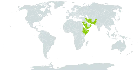 Aristida abnormis world distribution map, present in Djibouti, Eritrea, Ethiopia, Iran (Islamic Republic of), Oman, Pakistan, Saudi Arabia, Somalia, and Yemen