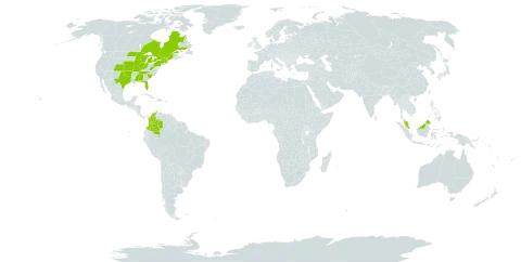 Aristida basiramea world distribution map, present in Åland Islands, Canada, Colombia, Micronesia (Federated States of), Malaysia, and United States of America